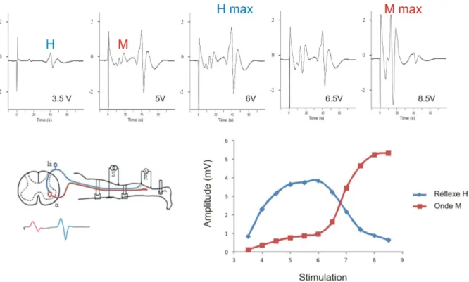 Figure 5 : Méthode d’enregistrement du réflexe H, explorant l’excitabilité du circuit  monosynaptique Ia-motoneurone alpha 