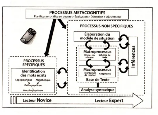 Figure 3. Représentation schématique du développement des principaux processus de lecture  (Laplante, 2011, p