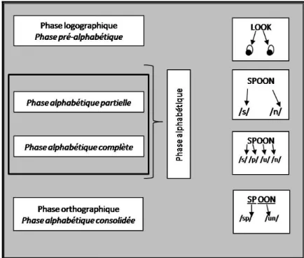 Figure 6 : Représentation d'un modèle d'apprentissage de la lecture par étapes (d'après Frith ,1985 ;  Ehri, 1997, 1998 et Ecalle et Magnan, 2002) 55