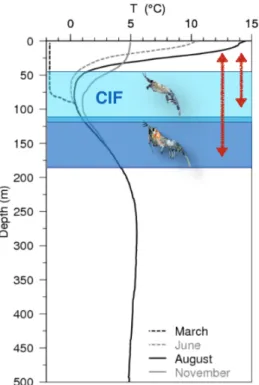 Figure 4 : Profil de température incluant la couche intermédiaire froide (CIF), à différentes  saisons,  dans  l’EGSL