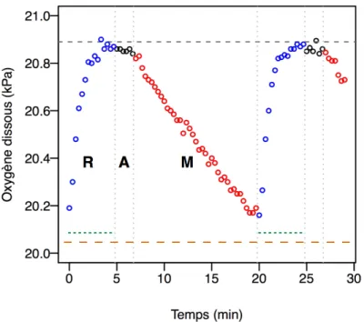Figure 8 : Exemple de baisse d’oxygène en fonction du temps due à M. norvegica, dans un  respiromètre annulaire