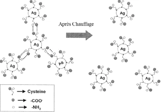 Figure  4 :  Agrégats  d’AgNPs  via  la  formation  de  ponts  hydrogène  entre  des  groupements  carboxyles et amines de molécules de cystéine (modifié de Mandal et al