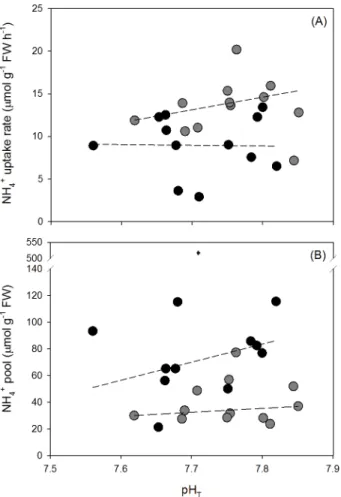 Fig 3. (A) NH 4 + uptake rates (μmol g -1 FW hour -1 ) in 20 μM NH 4 + seawater for 30 minutes and (B) internal NH 4 + pools (μmol g -1 FW) for Ulva australis grown under ambient and enriched NH 4 +
