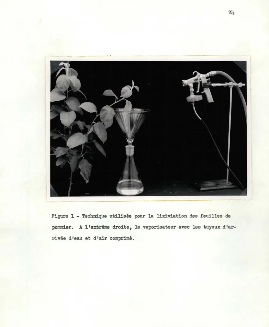 Figure  1  - Technique  utilisée  pour  la  lixiviation  des  feuilles  de  pommier.  A l'extrême  droite,  le  vaporisateur avec  les  tuyaux  d'ar-rivée  d'eau  et  d'air comprimé