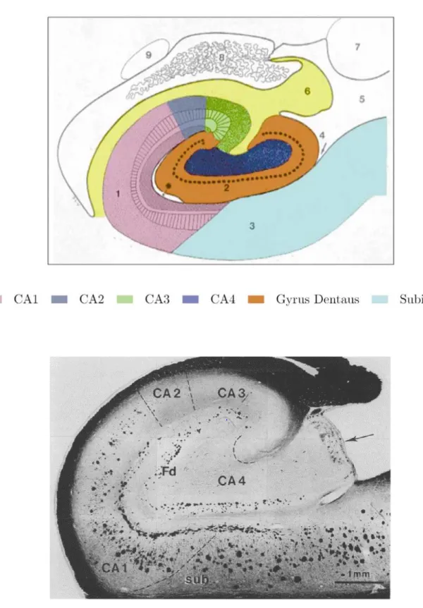 Figure 6. Images d’une coupe coronale d’un hippocampe et de ses différents sous-champs