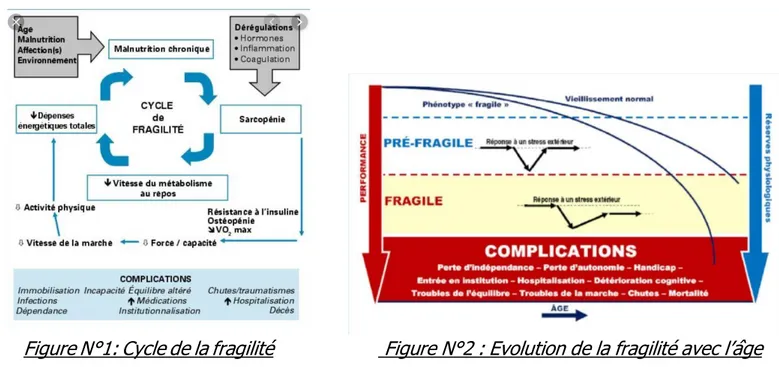 Figure N°1: Cycle de la fragilité   Figure N°2 : Evolution de la fragilité avec l’âge 