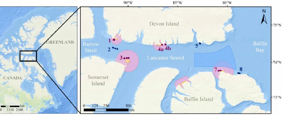 Figure 2.  Location of sampling areas in the LSR, eastern Canadian Arctic. Blue delimited area is the polynya of eastern Lancaster  Sound, yellow lines represent seabird colonies locations and red zones are key marine habitat sites for migratory seabirds l
