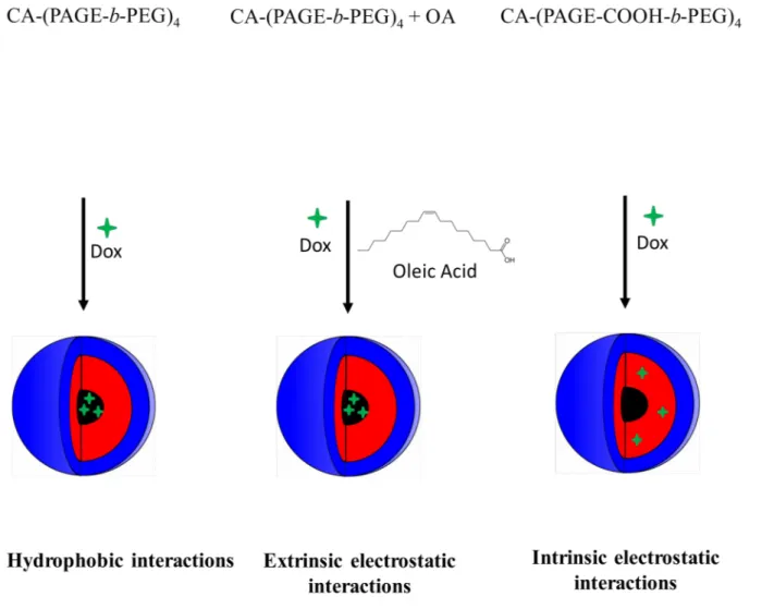 Figure   1.  Formulations   based   on   different   drug-polymer   interactions.  For   CA-(PAGE-b- CA-(PAGE-b-PEG) 4 , Dox is loaded via hydrophobic interactions between the drug and the core of the micelle composed   of   cholic   acid   and   hydrophob