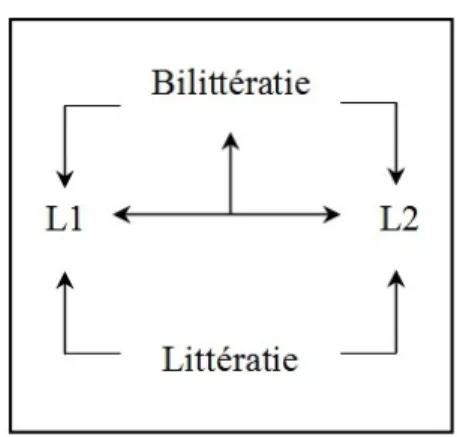 Figure 4 : Processus de transfert de la bilittératie influençant l’enseignement-apprentissage de la langue  Comme  on  peut  le  voir,  trois  niveaux  sont  à  distinguer :  le  niveau  inférieur,  le  niveau  médian  et  le  niveau  supérieur