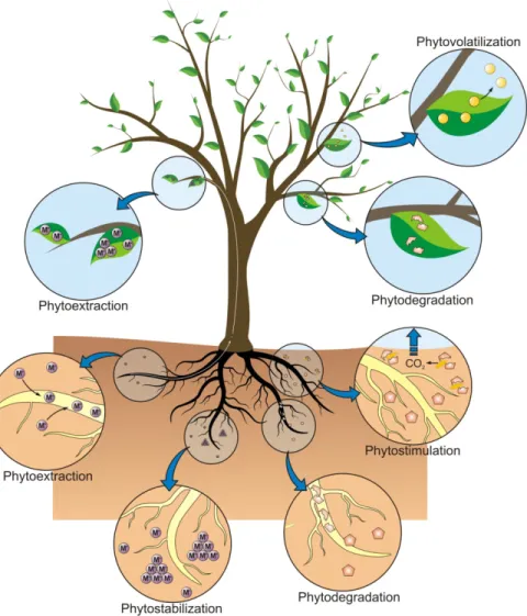 Figure   1.   Remediation techniques belonging to the concept of the phytoremediation (Favas 2014)