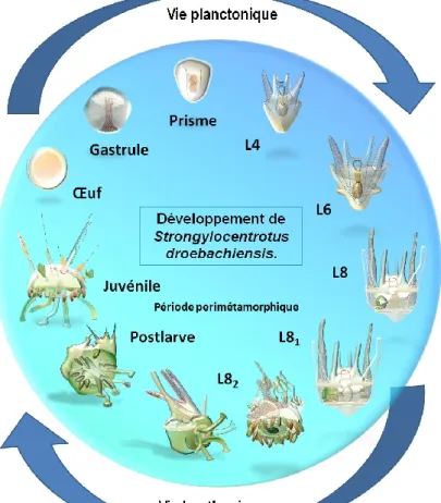 Figure  1:  Représentation  du  cycle  de  vie  initial  de  l‘oursin  Strongylocentrotus  droebachiensis