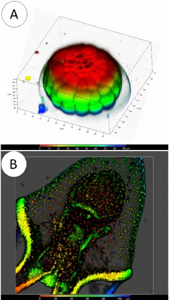 Figure 2: A- Images des clivages de l‘oeuf et formation des macromères (jaune, bleue, vert) et des  micromères  (rouge) au  pôle  végétal:  ils  formeront  les  mésenchymes  primaires  et  secondaires,  le  tractus gastrointestinal et une partie de l‘ectod