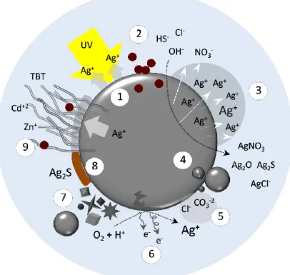 Figure  4:  Modèle  explicatif  des  caractéristiques  des  nanoparticules  d‘argent  (AgNPs)  ainsi  que  les  processus  physico-chimiques  qui  influencent  leur  toxicité  dans  les  milieux  aqueux