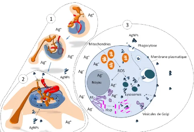 Figure  6:  Représentation  schématique  des  objectifs  de  la  thèse  (en  rouge :  tractus  digestif,  en  orange : axocœles et hydrocœles, en bleu : somatocœles)