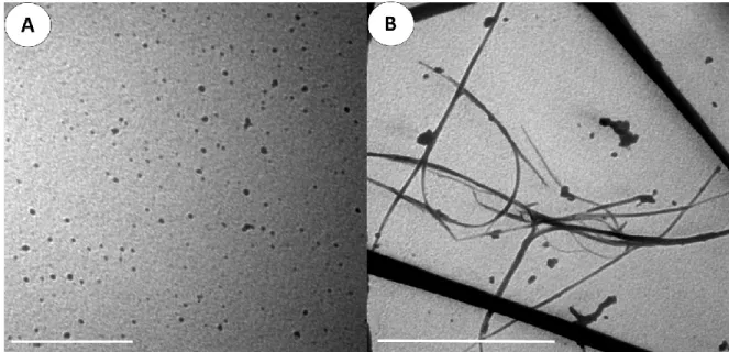 Figure  7: A- TEM image (x500 nm) of organic-coated silver nanoparticles dispersed in nanopure  water