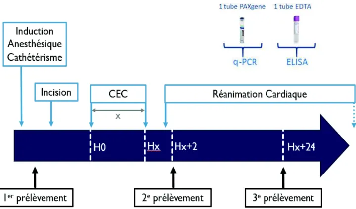 Figure  2 :  Déroulement  du  protocole  et  modalités  de  prélèvement.  CEC :  Circulation  Extra  Corporelle ; ELISA : Enzyme Linked ImmunoSorbent Assay ; q-PCR : Quantitative Polymerase Chain  Reaction