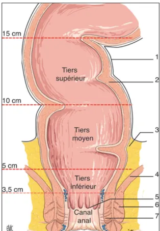 Figure 3: Schéma du rectum 