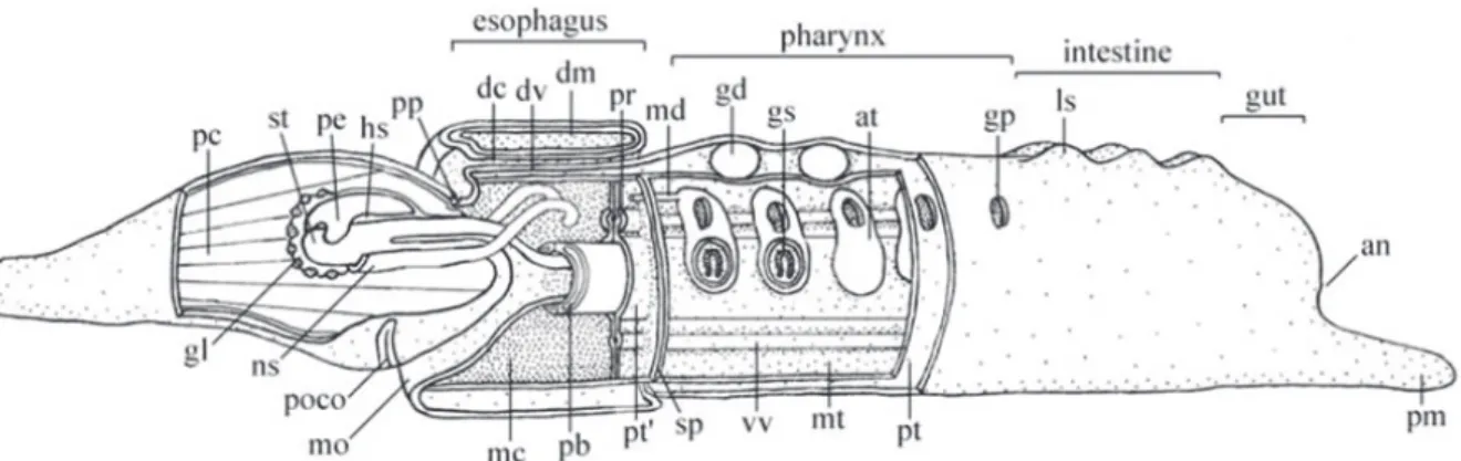 Figure  1. An  illustration  of  a  generalized  enteropneust.  An,  anus;  at,  atrium;  dc,  dorsal    nerve  cord;  dm,  dorsal  mesentery; dv, dorsal blood vessel; gd, gonad; gl, filtration glomerulus; gp, gill pore; gs, gill slit; hs, heart sinus; ls,