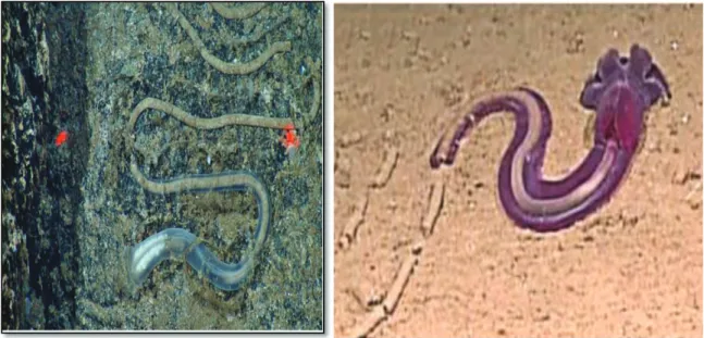 Figure 2 .  Torquaratoridae evacuate the gut onto the sea floor, often leaving fecal castings in a characteristic  pattern, before drifting in the demersal zone to another feeding location (from Osborn et al