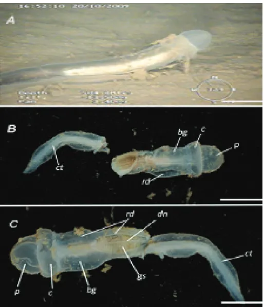 Figure 5. (A) Photograph of a living specimen of Terminstomo arcticus n. gen., n. sp. on the deep-ocean floor in  lateral view