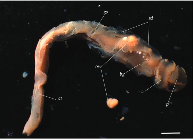 Figure 7. (A) Photograph of a fixation specimen of Allapasus fuscus n. sp. from the Eastern Canadian Arctic.