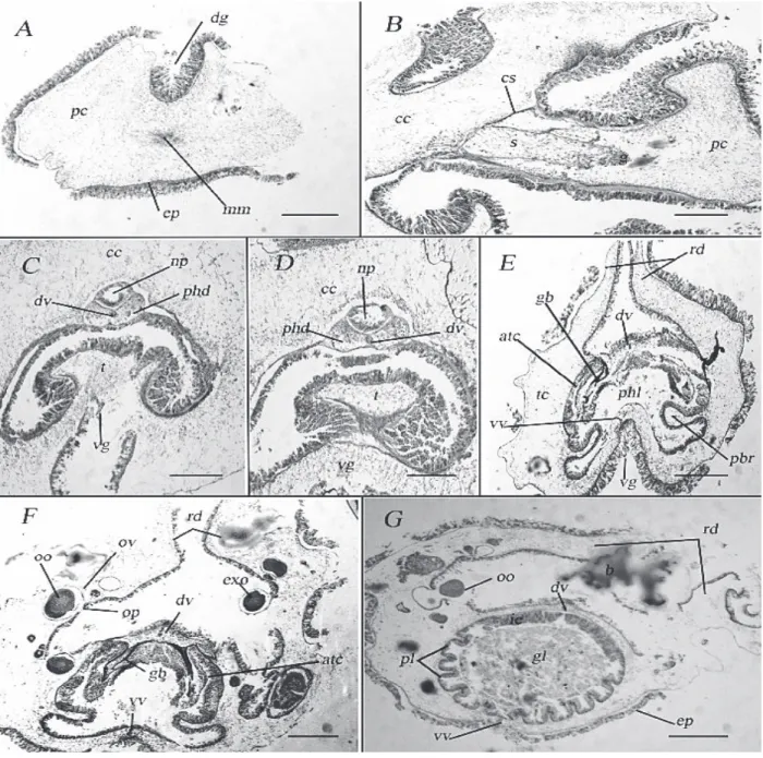 Figure 8. Light micrographs of transverse sections of Allapasus fuscus n. sp.: (A) Proboscis with a central sheet of  muscles