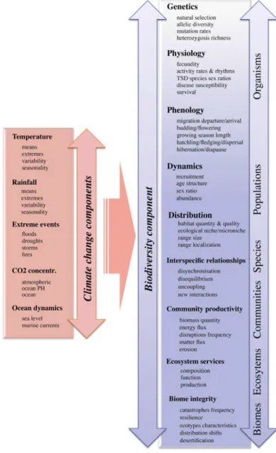 Figure 4  Synthèse des principaux éléments prédits avec le changement climatique et  des principaux effets potentiels prédits classés par niveaux d’organisation de la  biodiversité (Bellard et al., 2012) 