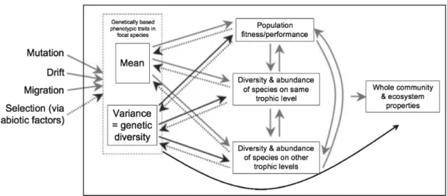 Figure 5 Schéma des effets potentiels directs, flèches noires, et indirects, flèches grises,  des processus sous-jacents de la diversité génétique sur les propriétés écologiques des  populations, des communautés et des écosystèmes  ainsi que ceux des  effe