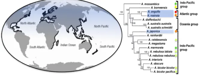 Figure  6  Cartographie de la distribution mondiale du genre Anguilla, épaisse ligne  noire,  et  arbre phylogénétique des 16 espèces et 6 sous espèces de ce genre définies  selon leur statut de conservation (IUCN, 2014) et leur groupe océanique, surlignée
