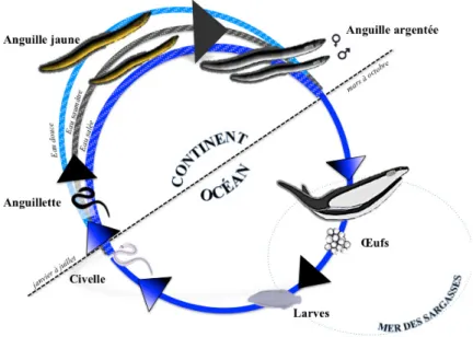 Figure  8  Cycle biologique simplifié d’A. rostrata (dates de recrutement :  Laflamme et al., 2012 ;  Côté  et al.,  2013 ; dates  de reproduction : Wang et Tzeng,  2000) 