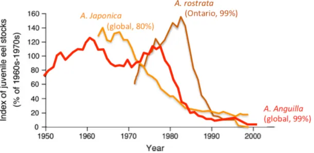 Figure  9  Tendances au déclin des indices des stocks des juvéniles des anguilles  tempérées issus des données de débarquements du stock global pour A