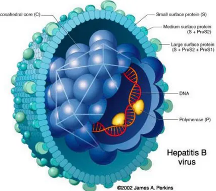 Figure 1 : Représentation du virus de l’hépatite B 