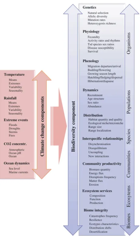 Figure 1.3 Sommaire des principales composantes des changements climatiques et de  leurs effets potentiels sur différents niveaux de la biodiversité