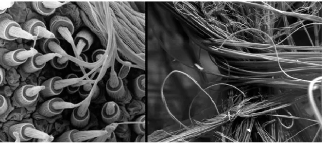 Figure 7. Scanning electron micrograph of silk producing spider spinnerets and spider silk