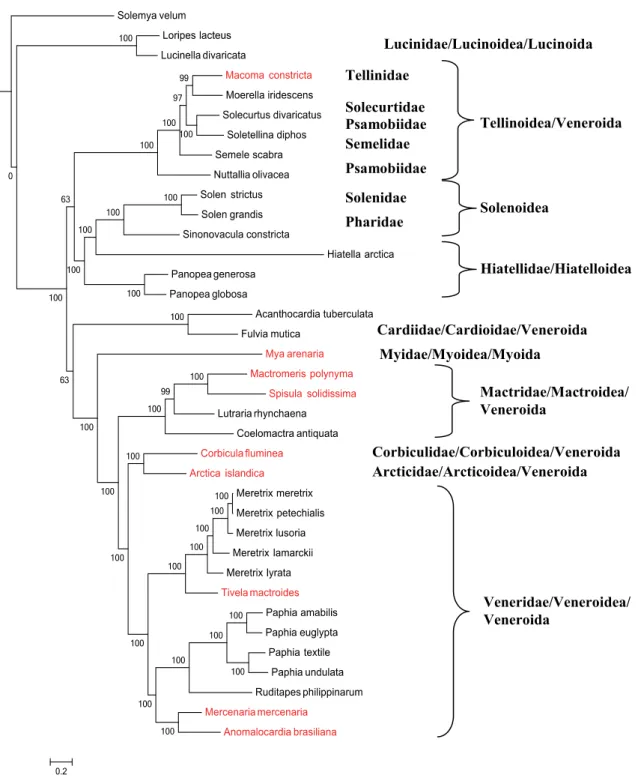 Figure 3. Bayesian phylogenetic tree of heterodont bivalves based on the concatenated nucleotide sequences  of 12 protein-coding genes (except ATP8 gene)