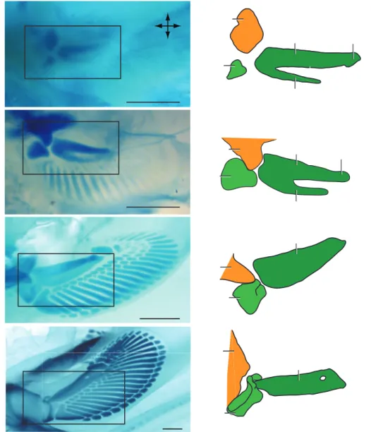 Figure 2.2. Pectoral fin configuration of coracoid, propterygium and  metapterygium during different embryological stages of C