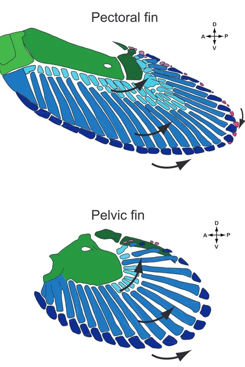 Figure 2.3. Diagram illustrating concording elements of pectoral and pelvic fins  of C