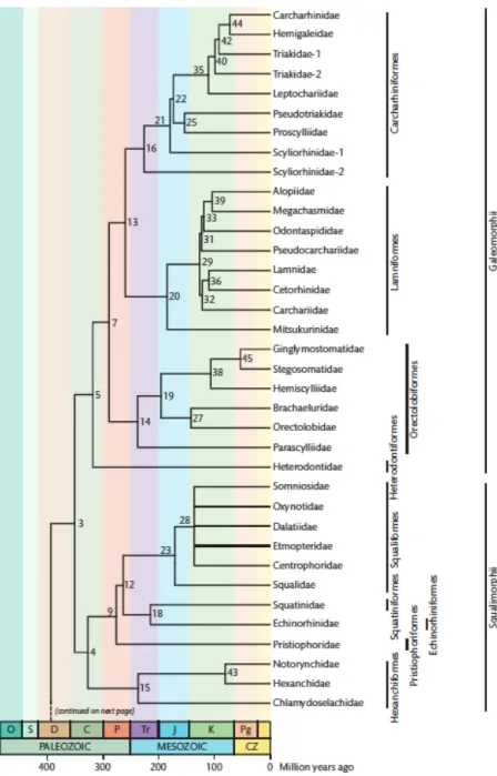 Figure 1.1. Phylogénie moléculaire, démontrant les relations entre les différentes  familles de chondrichthyens (requins, raies et chimères) et leur temps de 