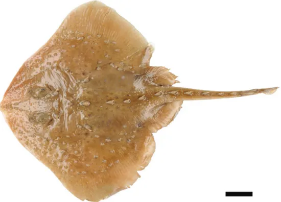 Figure 1.6. Raie épineuse Amblyraja radiata (femelle juvénile). Barre d’échelle :  environ 1 cm