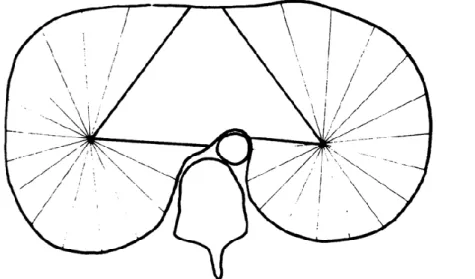 Figure 7. Direction des lignes de tension à partir du centre de chaque hémidiaphragme vers des zones de fixation