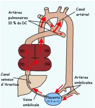 Figure 1.Le canal artériel pendant la vie foetale 