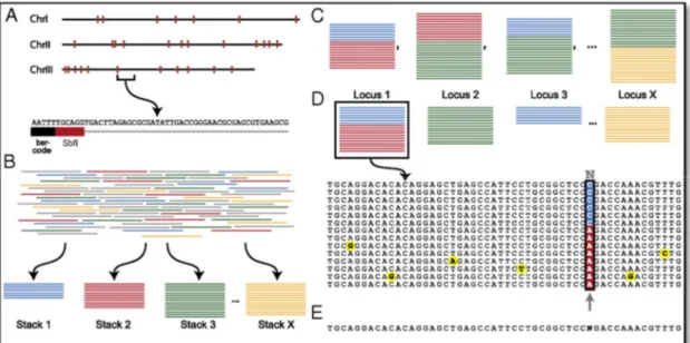 Figure 1.3   Étapes  du  séquençage  RAD,  de  la  digestion  du  génome  à  la  découverte des SNPs (tiré de Emerson et al., 2010)