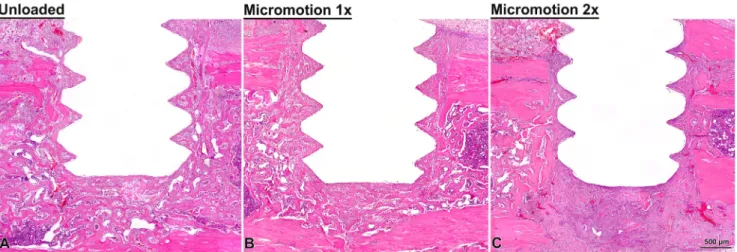 Fig. 4. Light microscope images of decalciﬁed sections, stained toluidine blue showing cartilage formation in a single micromotion 2× rat.