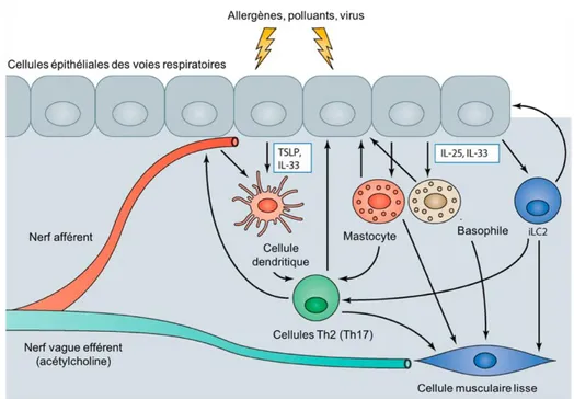 Figure 2. Réaction immunitaire au niveau des cellules épithéliales des voies respiratoires  dans l'asthme