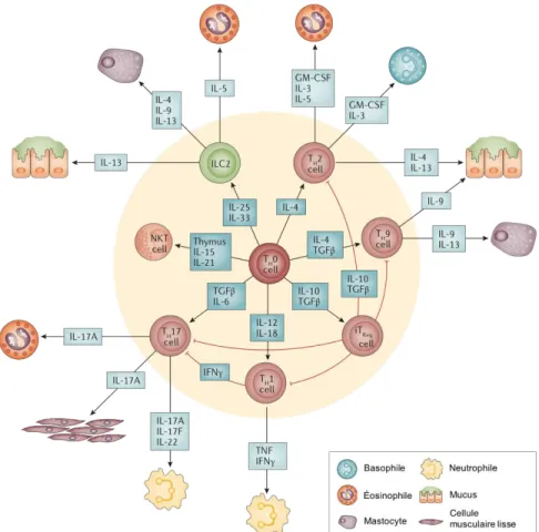 Figure 3. Représentation des différents types de lymphocytes T différenciés impliqués dans  l'asthme