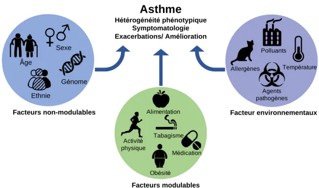 Figure 6. Facteurs de risque de l'asthme. 