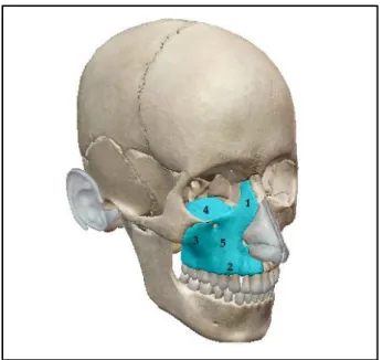Figure 3 : Os  maxillaire droit, vue latérale droite (d’après «Visible body, Atlas d’Anatomie  humaine en 3D ») :  1