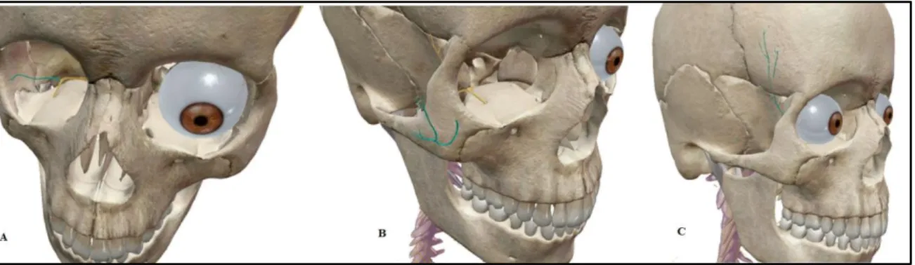 Figure 4 : Anatomie du nerf zygomatique droit (d’après «Visible body, Atlas d’Anatomie  humaine en 3D ») 