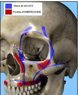 Figure 7 : Piliers de Sicher et poutres d’Ombredanne (d’après « Anatomie descriptive du tiers  moyen de la face, H Delmar, Annales de chirurgie plastique et esthétique 2009 ») 