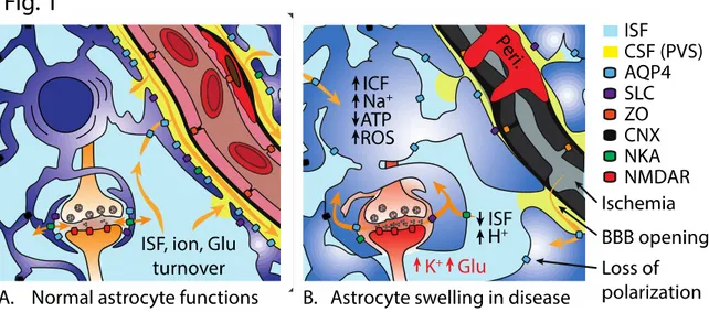 Figure 1. Effects of astrocyte swelling on brain function. Left, physiological salt and water turnover in  the brain is functionally and anatomically compartmentalized to the peri-synaptic and peri-vascular regions